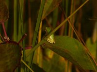 08-24-13-Nanjemoy-5164