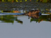 09-01-13-Mattawoman-6206