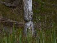 09-01-13-Mattawoman-6220