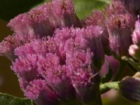 09-07-13-Nanjemoy-7169