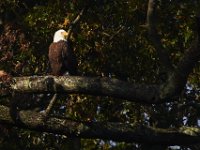 10-15-13-Mattawoman-0077