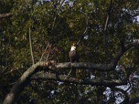10-15-13-Mattawoman-0092