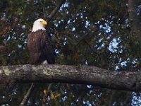 10-15-13-Mattawoman-0105