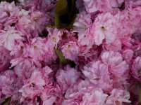 05-01-14-Cherry Blossoms-3135 1