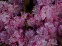 05-01-14-Cherry Blossoms-3135