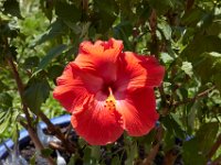 08-20-14-Flowers-9796