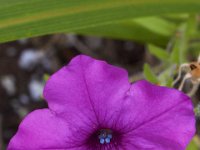 08-20-14-Flowers-9820