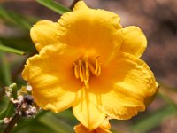 08-20-14-Flowers-9837