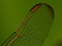 06-01-14-Nanjemoy-4663