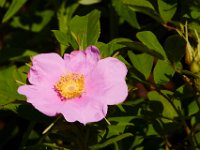 06-14-14-Mallows Bay-5718