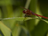06-29-14-Nanjemoy-6660