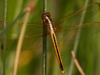 06-29-14-Nanjemoy-6688