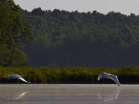 07-05-14-Nanjemoy-6835