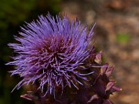 07-19-14-Nat Aboretum-8003