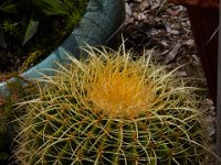 07-19-14-Nat Aboretum-8018