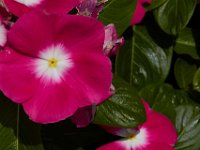 07-19-14-Nat Aboretum-8037