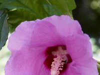 07-19-14-Nat Aboretum-8047