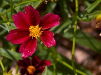 07-19-14-Nat Aboretum-8056