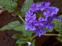 07-19-14-Nat Aboretum-8059