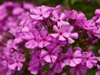 07-19-14-Nat Aboretum-8070