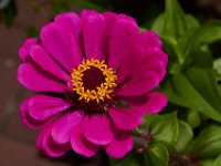07-19-14-Nat Aboretum-8083