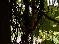 07-19-14-Nat Aboretum-8096