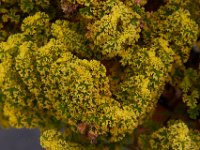 07-19-14-Nat Aboretum-8099