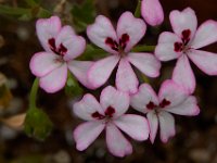 07-19-14-Nat Aboretum-8101