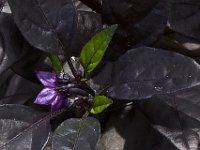 07-19-14-Nat Aboretum-8104