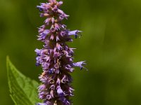 07-19-14-Nat Aboretum-8112