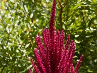 07-19-14-Nat Aboretum-8124