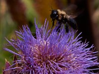 07-19-14-Nat Aboretum-8139