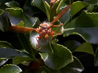 07-19-14-Nat Aboretum-8180