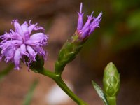 07-19-14-Nat Aboretum-8209