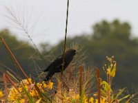 09-29-14-Selbys Landing-Mattaponi