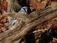 04-12-15-Rocky Gorge-21034