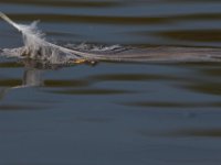 05-07-15-Mattaponi-Selbys-22990