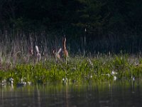 05-07-15-Mattaponi-Selbys-23077