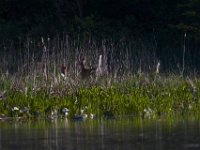 05-07-15-Mattaponi-Selbys-23080