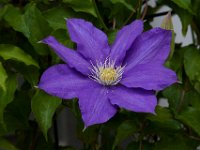 05-10-15-Ts Flowers-23101