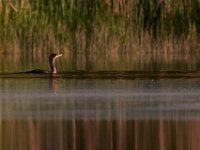 05-23-15-Nanjemoy-23368
