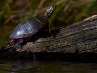 05-24-15-St Marys Lake-23867