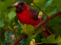 06-10-15-Cardinal-24262