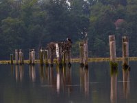 06-15-15-Mattawoman-25101