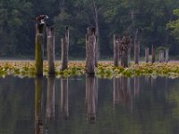 06-15-15-Mattawoman-25292
