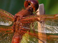 07-18-15-Nanjemoy-27440