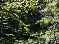 Poconos-July-2015-27856