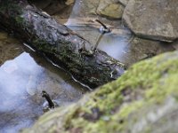 Poconos-July-2015-27982