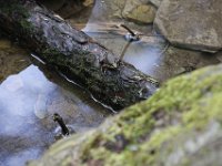 Poconos-July-2015-27983