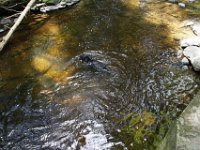 Poconos-July-2015-28102